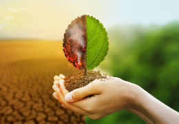 Vinos ecológicos, la lucha contra el cambio climático 